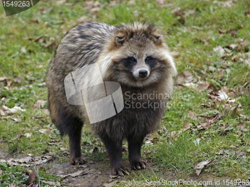 Image of Raccoon Dog in natural ambiance