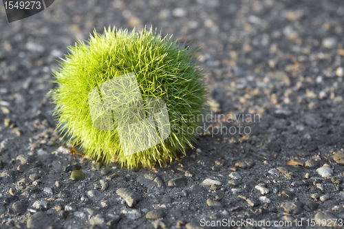 Image of green chestnut ball