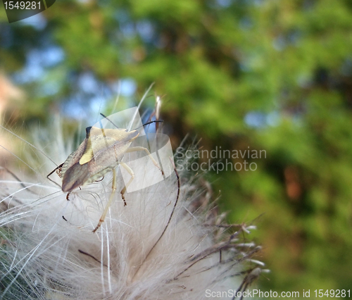 Image of stink bug at summer time