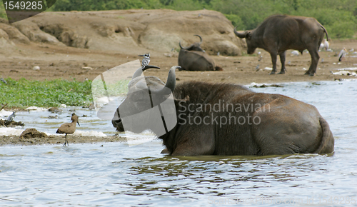 Image of African Buffalos waterside in Uganda