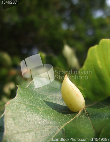 Image of plant gall