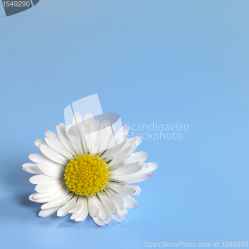 Image of daisy flower closeup in blue back