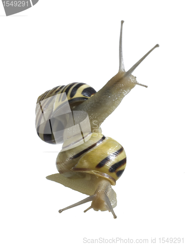 Image of reach out Grove snails on each other