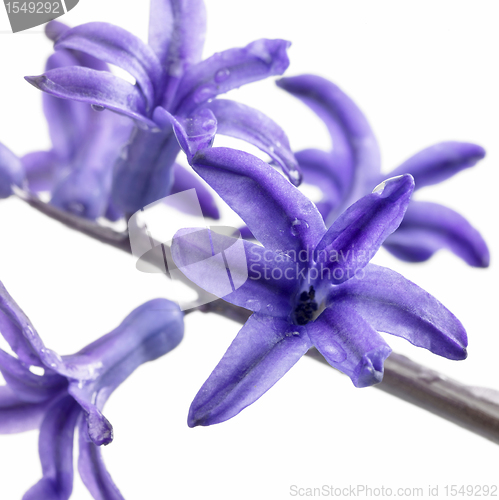 Image of wet blue flowers in white background