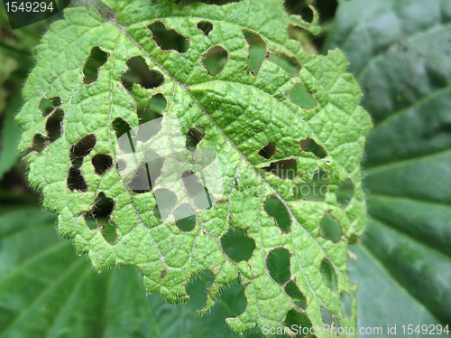 Image of pitted leaf