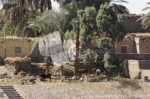 Image of village detail in Egypt