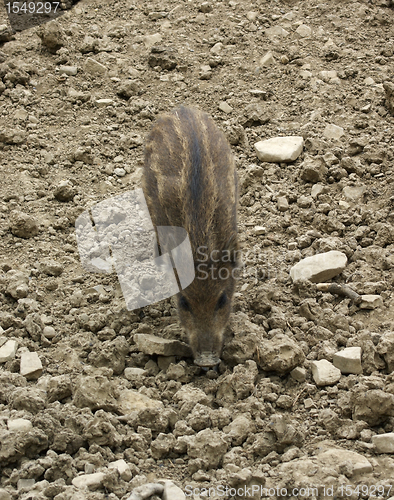 Image of wild boar piglet