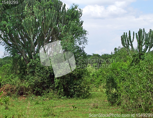 Image of vegetation in the Queen Elizabeth National Park