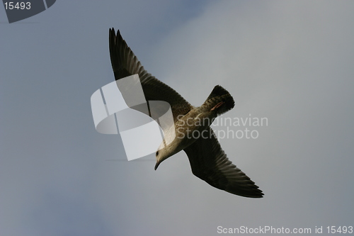 Image of Bird in Flight