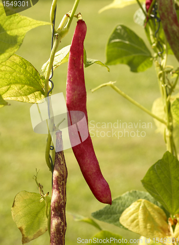 Image of red bean pod