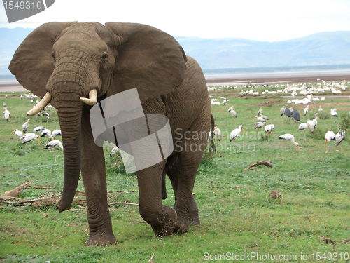 Image of Elephant and birds in Africa