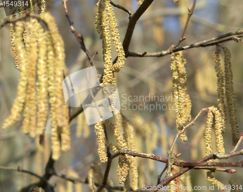 Image of Common Hazel detail