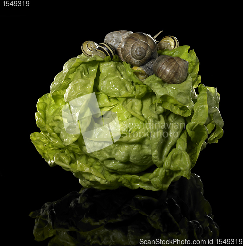 Image of fresh lettuce and snails