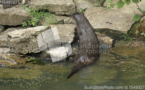 Image of Otter climbing out of the water