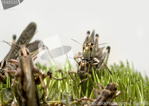 Image of grasshoppers