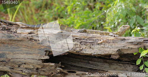 Image of lizard in Uganda