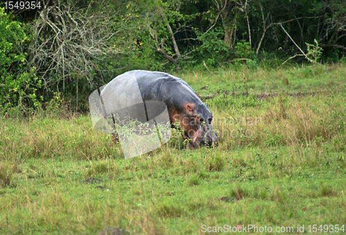 Image of Hippo in Uganda