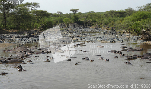 Image of flock of Hippos in a river