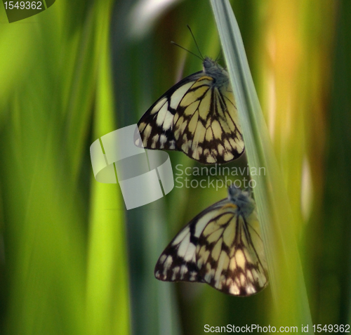 Image of butterflies on a blade of grass