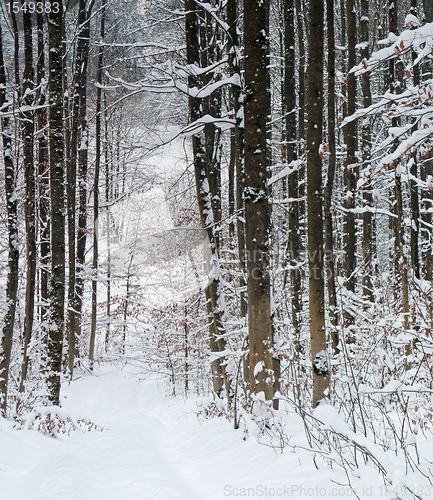 Image of winter forest