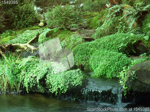 Image of various waterside vegetation