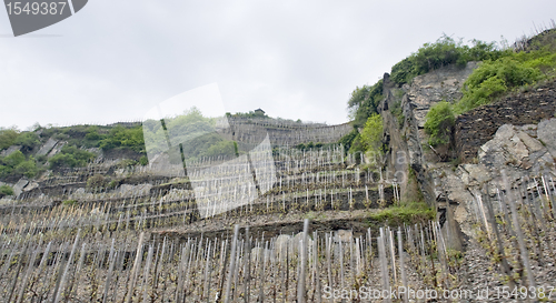 Image of vineyard in the Eifel