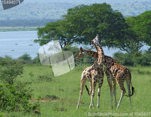 Image of Giraffes at fight in Africa