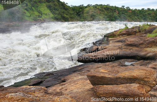 Image of whitewater at the Murchison Falls