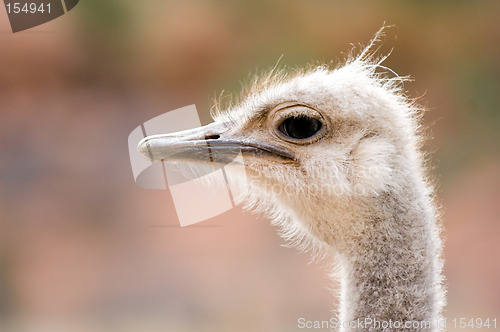 Image of Ostrich head