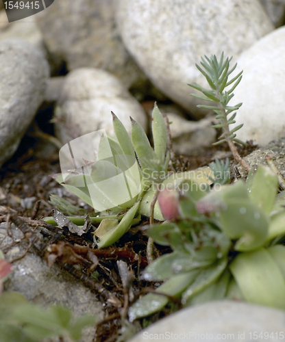 Image of succulent detail and pebbles