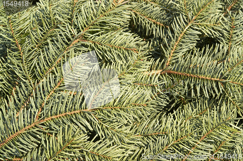 Image of fir needle background