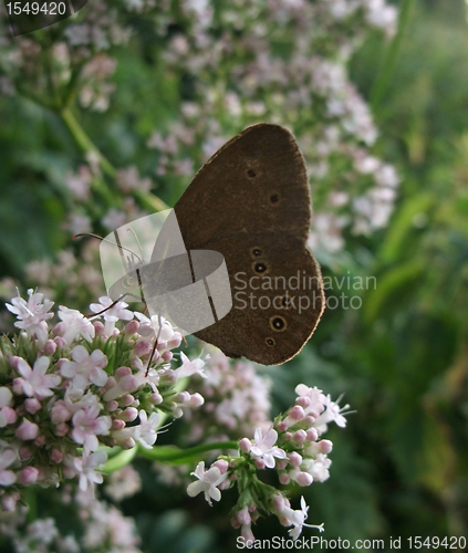 Image of Satyrini butterfly in floral ambiance