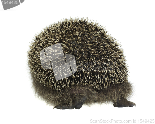 Image of hedgehog walking away