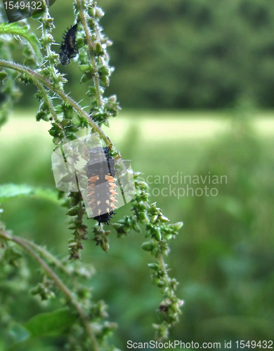 Image of ladybeetle grub on stalk