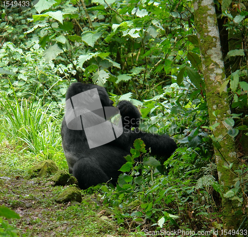 Image of Gorilla in the jungle