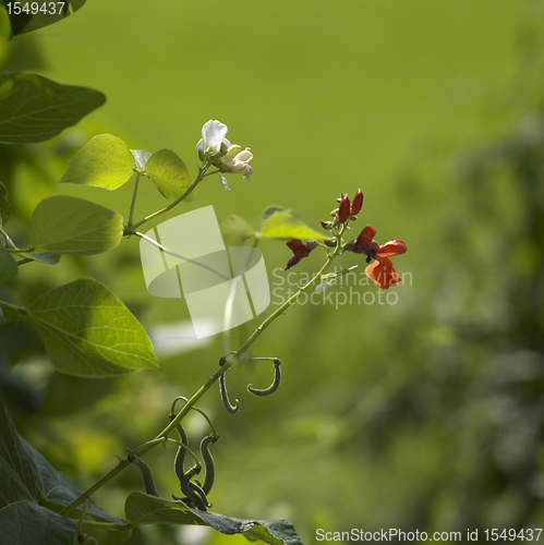 Image of red and white bean blossoms