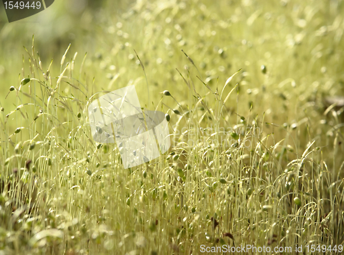 Image of moss sporangiums macro