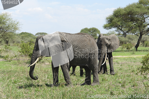 Image of savannah scenery with Elephants in Africa