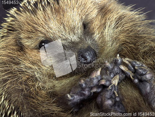 Image of rolled-up hedgehog portrait