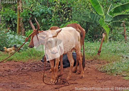 Image of cattle in Uganda