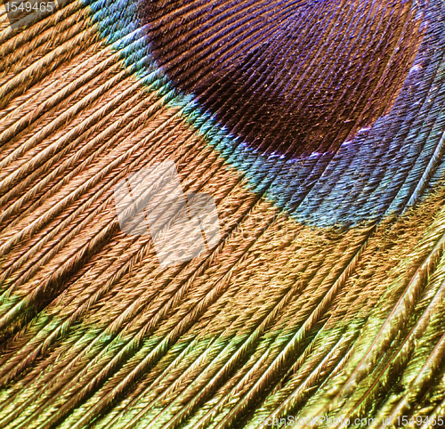 Image of peacock feather detail