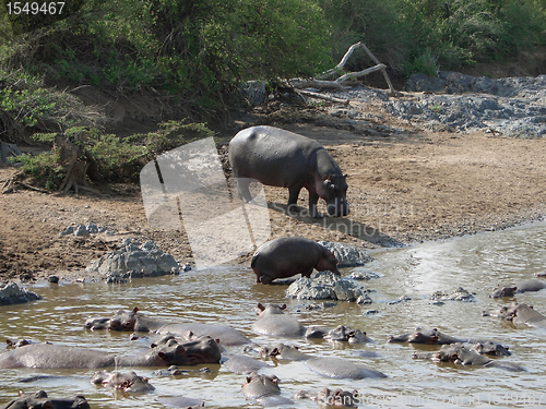 Image of some Hippos waterside