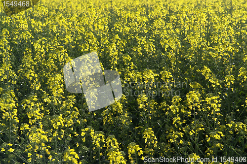 Image of yellow canola flowers