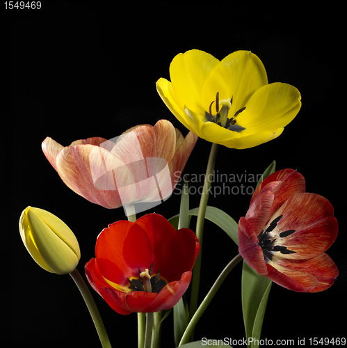 Image of colorful tulip flowers
