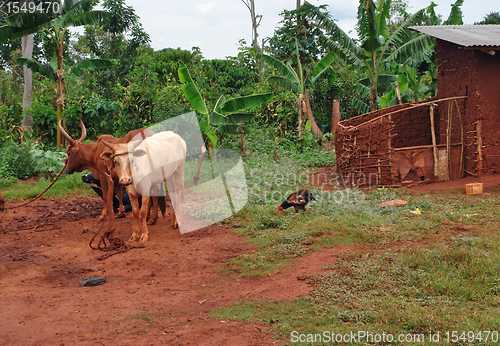 Image of cattle in Uganda