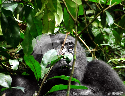 Image of Gorilla in Uganda