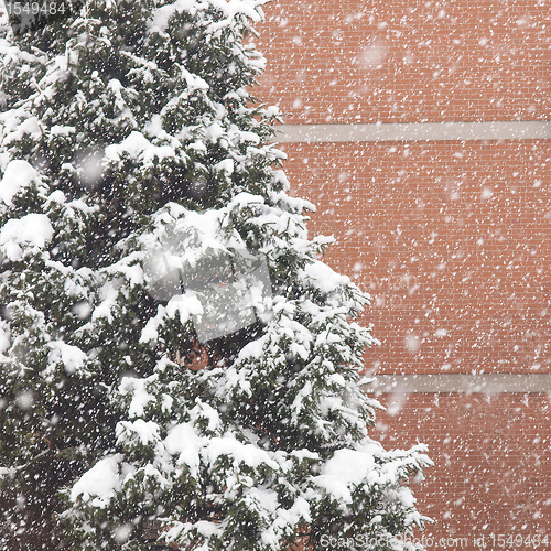 Image of Pine tree