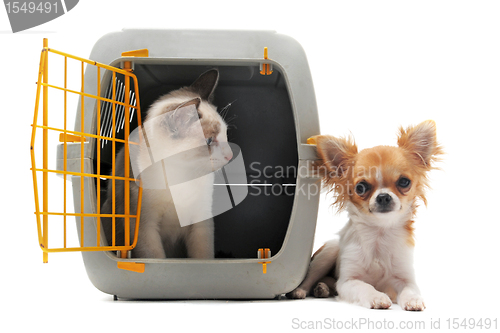 Image of kitten in pet carrier and chihuahua