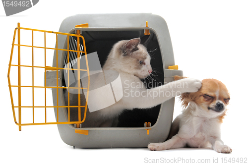 Image of kitten in pet carrier and chihuahua