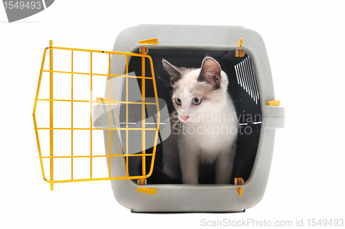 Image of kitten in pet carrier
